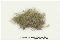 藏品(平苔屬)的圖片